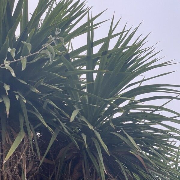 Cordyline australis Fuelha