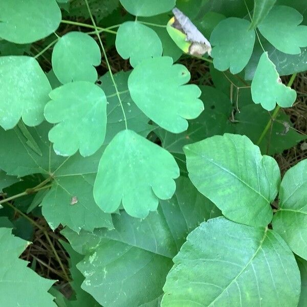 Thalictrum dioicum Φύλλο