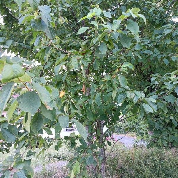 Alnus incana Blad