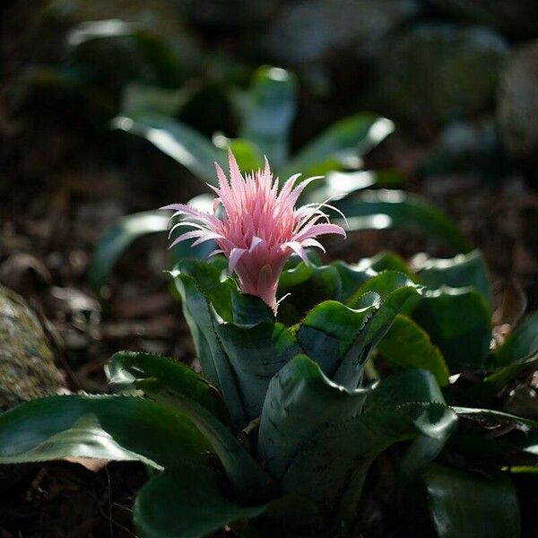 Aechmea fasciata Çiçek