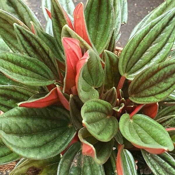 Peperomia caperata Fulla