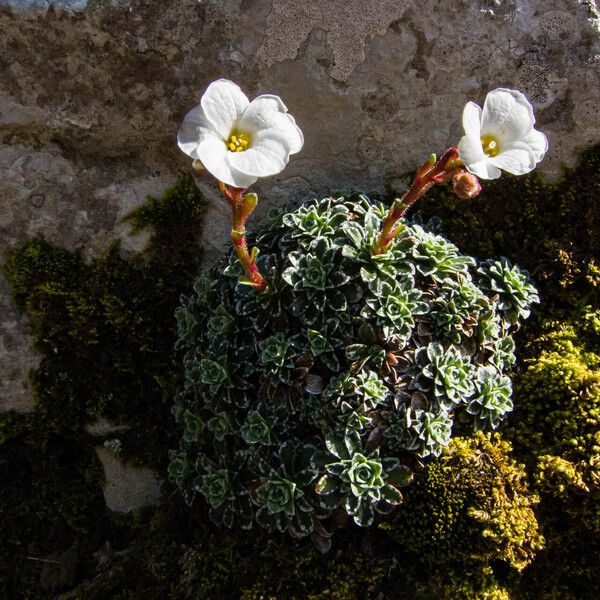 Saxifraga marginata Λουλούδι