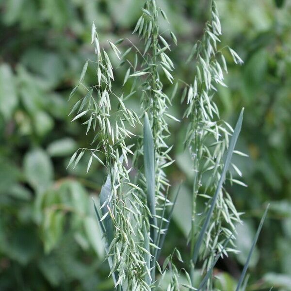 Avena sativa Fruchs