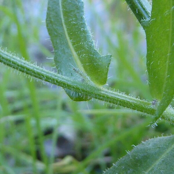 Crepis vesicaria Coajă