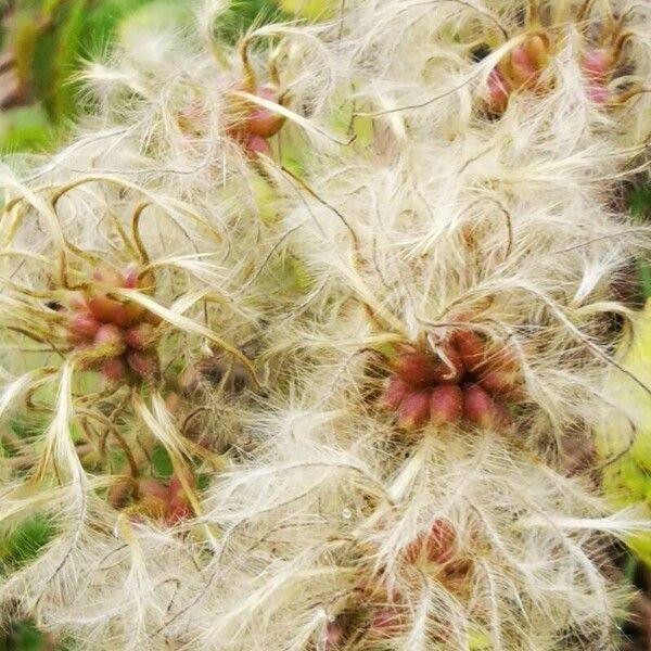 Clematis vitalba Frugt