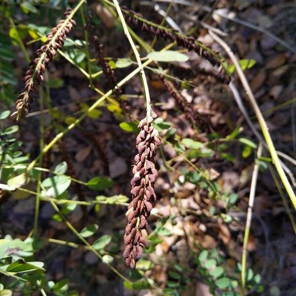 Amorpha fruticosa Fruit