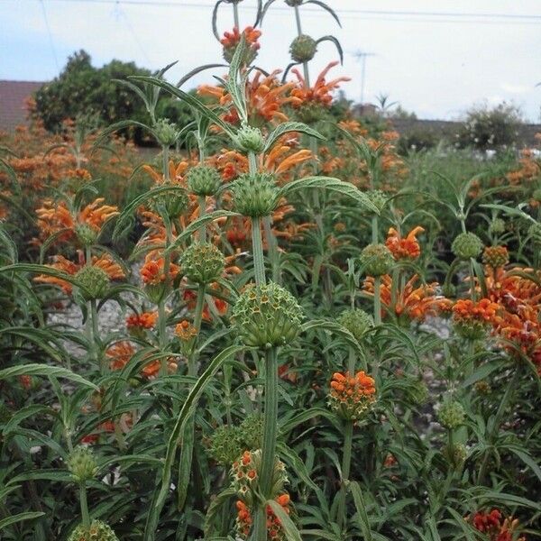 Leonotis nepetifolia Blomst