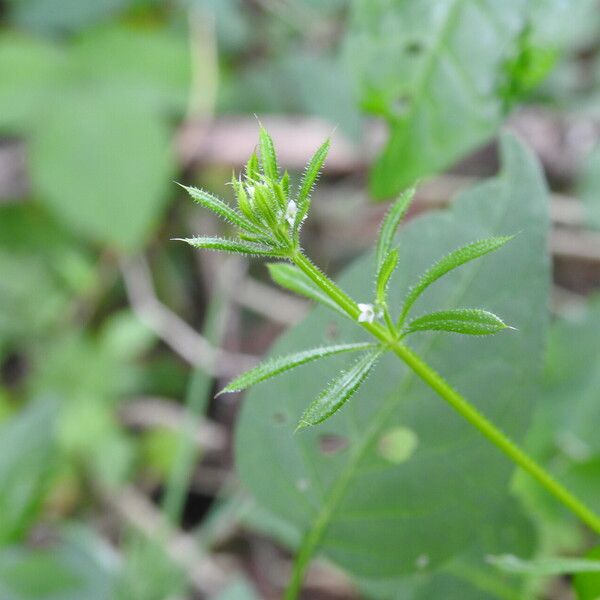 Galium aparine Leaf