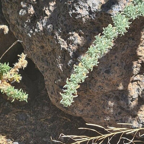 Adenocarpus viscosus Blatt