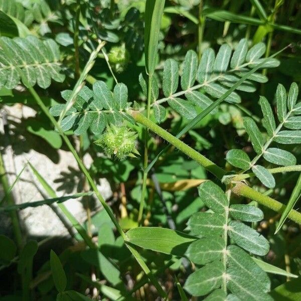 Tribulus cistoides Фрукт