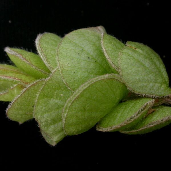 Flemingia strobilifera 果