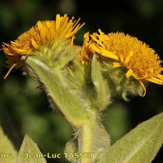 Inula helenioides Floro