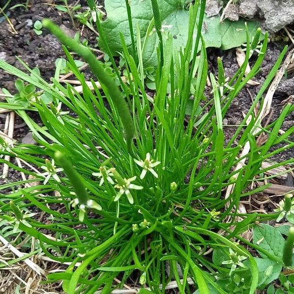 Ranunculus minimus Fulla