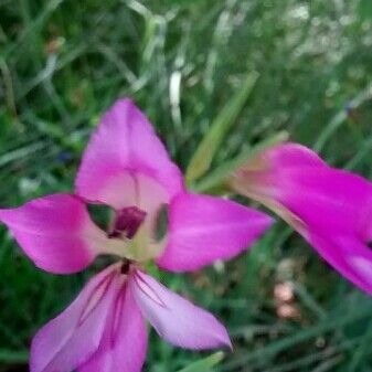 Gladiolus italicus Flower