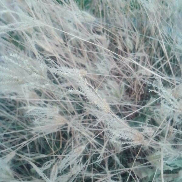 Miscanthus sinensis Flower