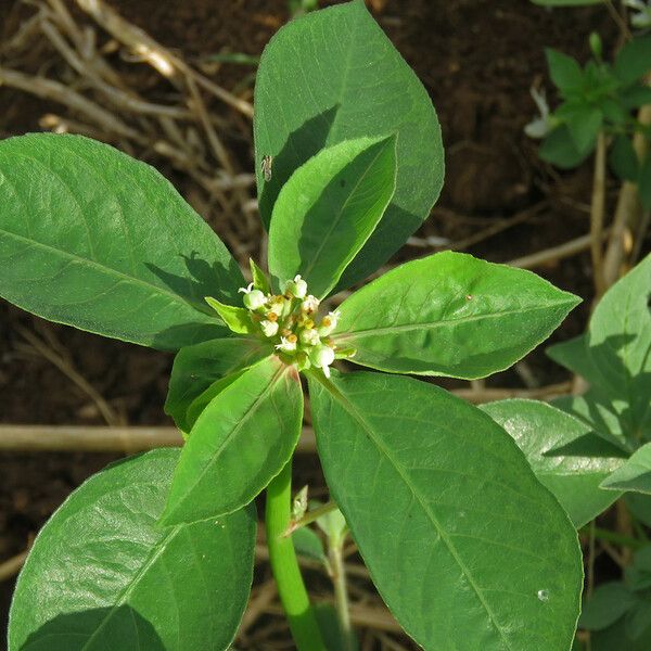 Euphorbia heterophylla 葉