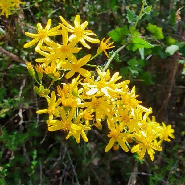 Cineraria deltoidea Flower