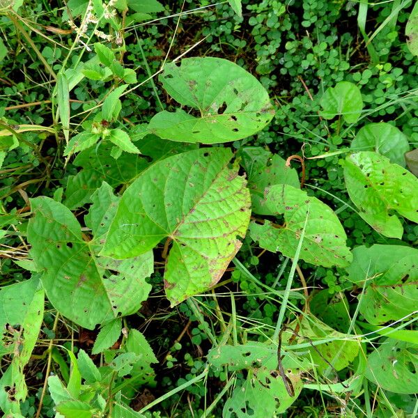 Camonea umbellata Blad