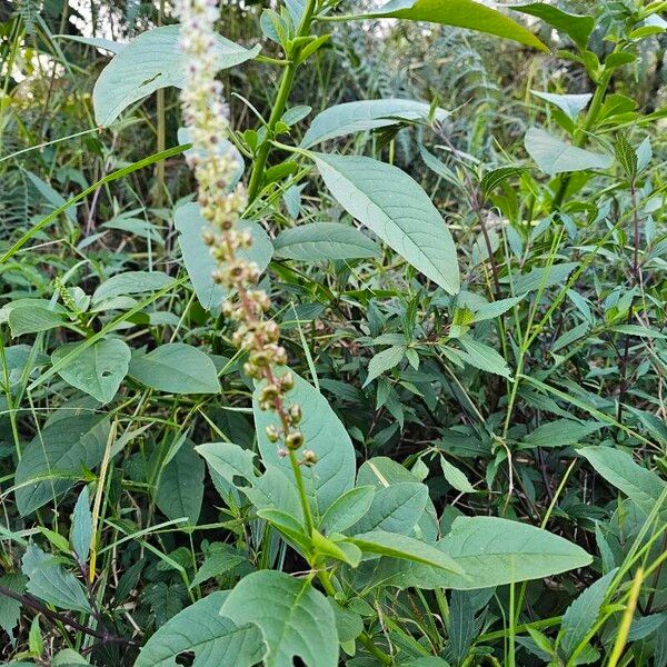 Phytolacca icosandra Floare