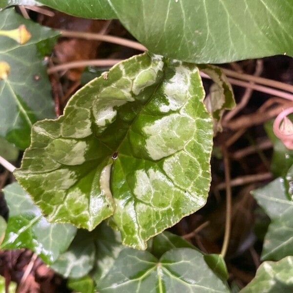 Cyclamen hederifolium ഇല