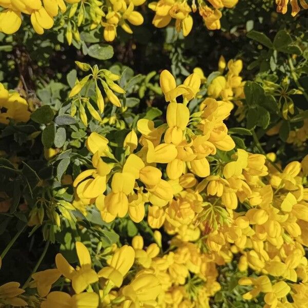 Coronilla coronata Blomma