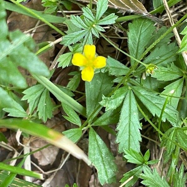 Potentilla erecta Flower