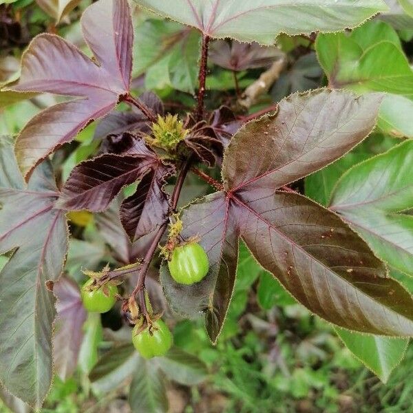 Jatropha gossypiifolia Owoc