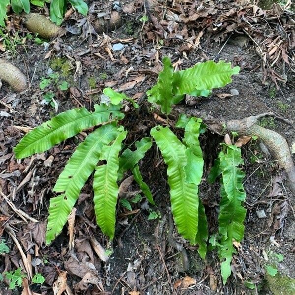 Asplenium scolopendrium Φύλλο