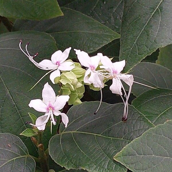 Clerodendrum infortunatum Květ