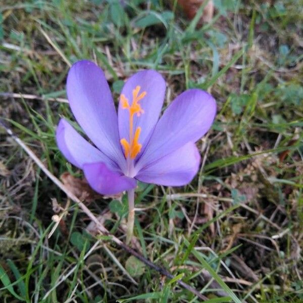 Crocus nudiflorus Flower