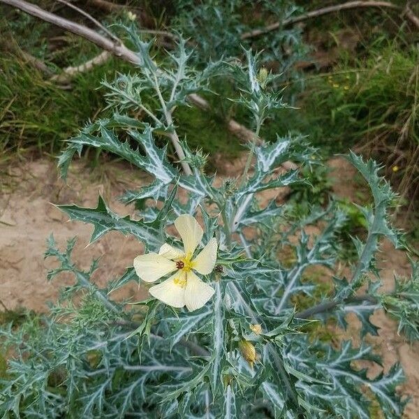 Argemone ochroleuca Flor