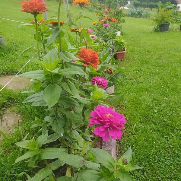 Zinnia elegans Blad