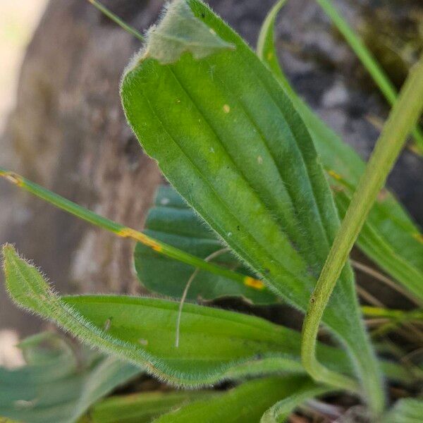 Plantago argentea Leaf