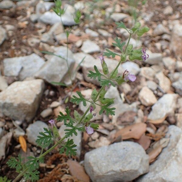 Teucrium botrys Habitus