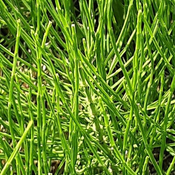 Equisetum arvense Blad