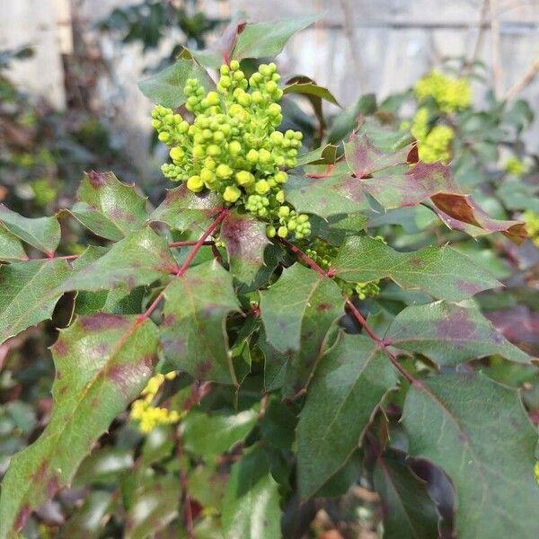 Berberis aquifolium Fruit