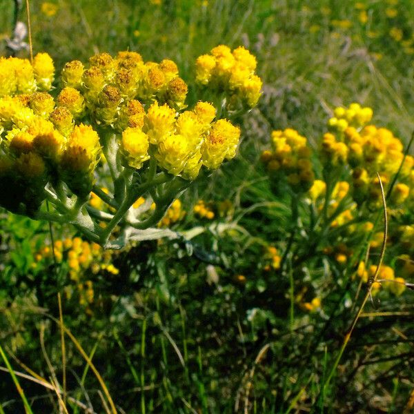 Helichrysum arenarium Кветка