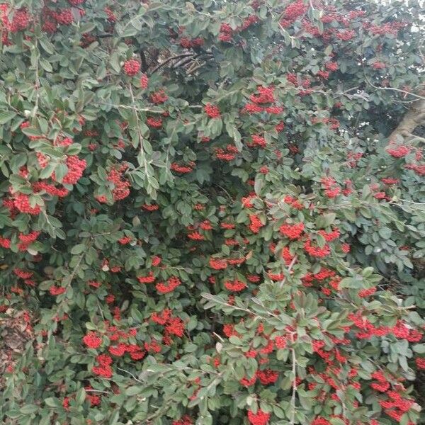 Cotoneaster coriaceus Vekstform