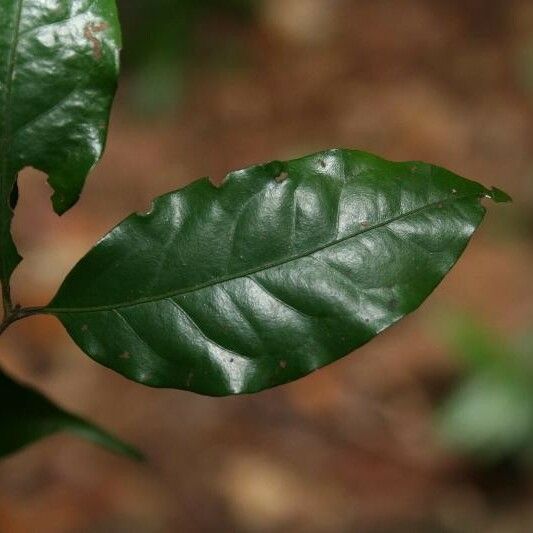 Eugenia patrisii Leaf