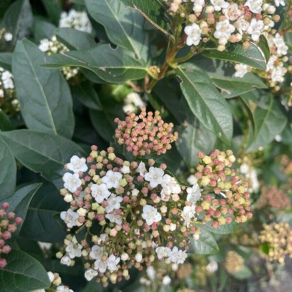 Viburnum rugosum 花