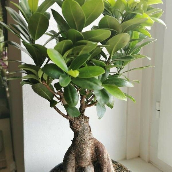 Ficus microcarpa 叶