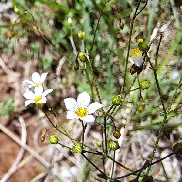 Linum catharticum Λουλούδι