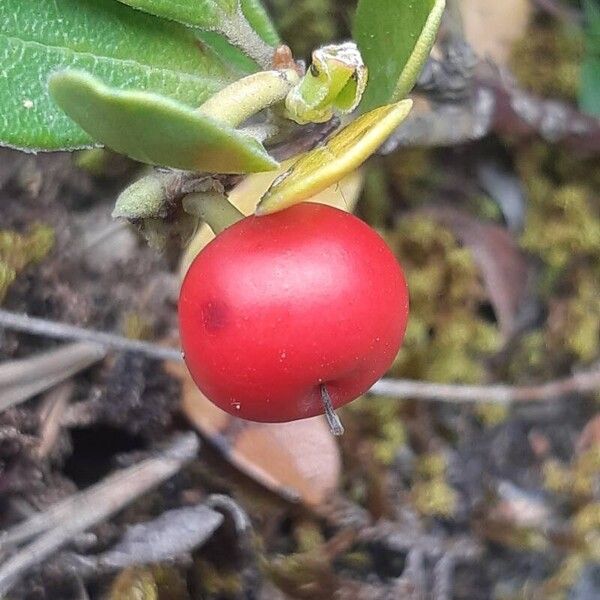 Arctostaphylos uva-ursi Frukt