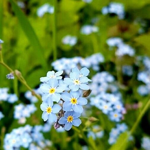 Myosotis scorpioides Λουλούδι