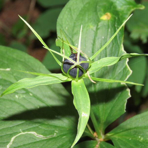 Paris quadrifolia Ovoce