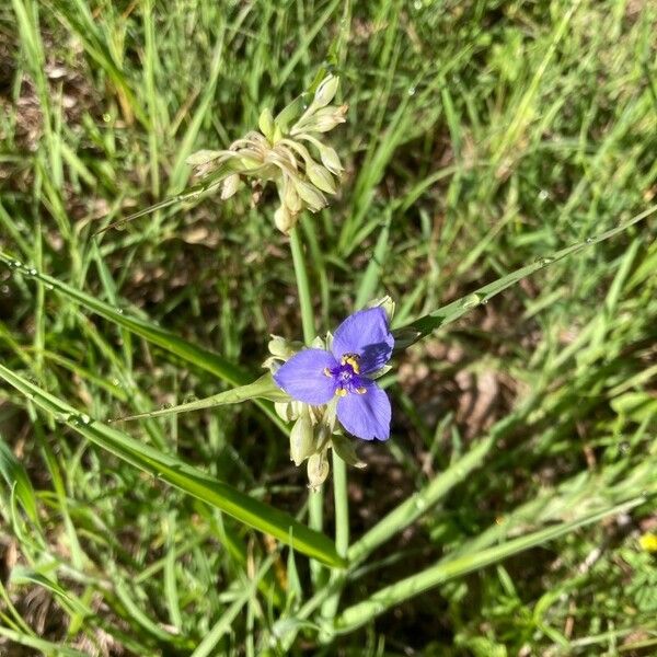 Tradescantia occidentalis Kukka