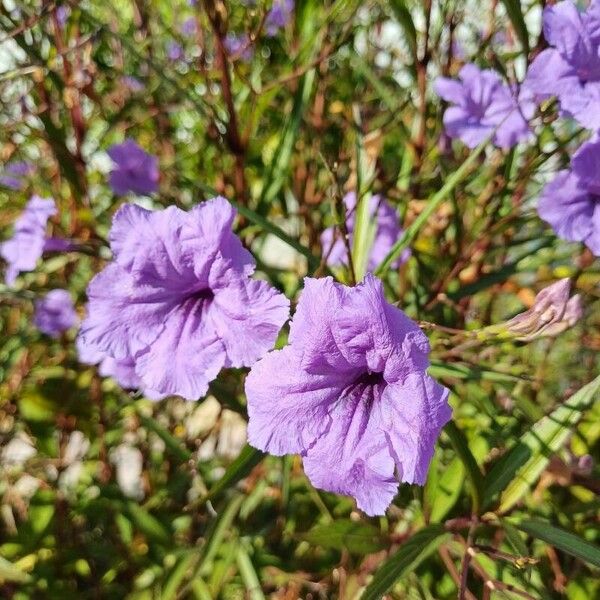 Ruellia simplex Kvet