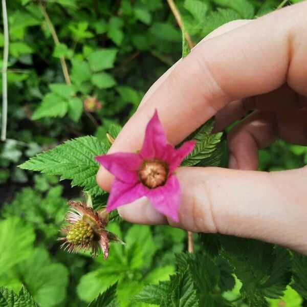 Rubus spectabilis Floare