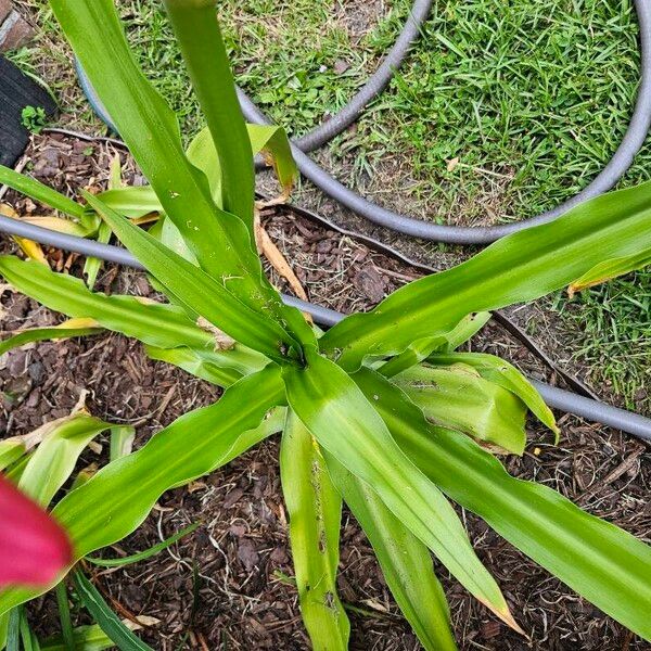 Crinum bulbispermum Blatt