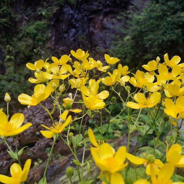 Ranunculus cortusifolius Žiedas